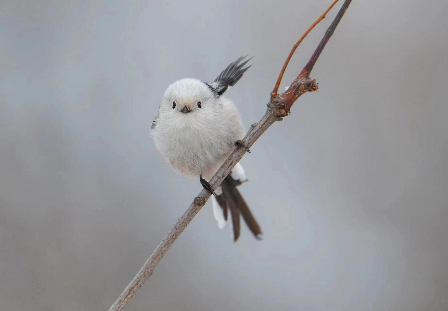 太可爱了!网红萌鸟"小肥啾"现身北京