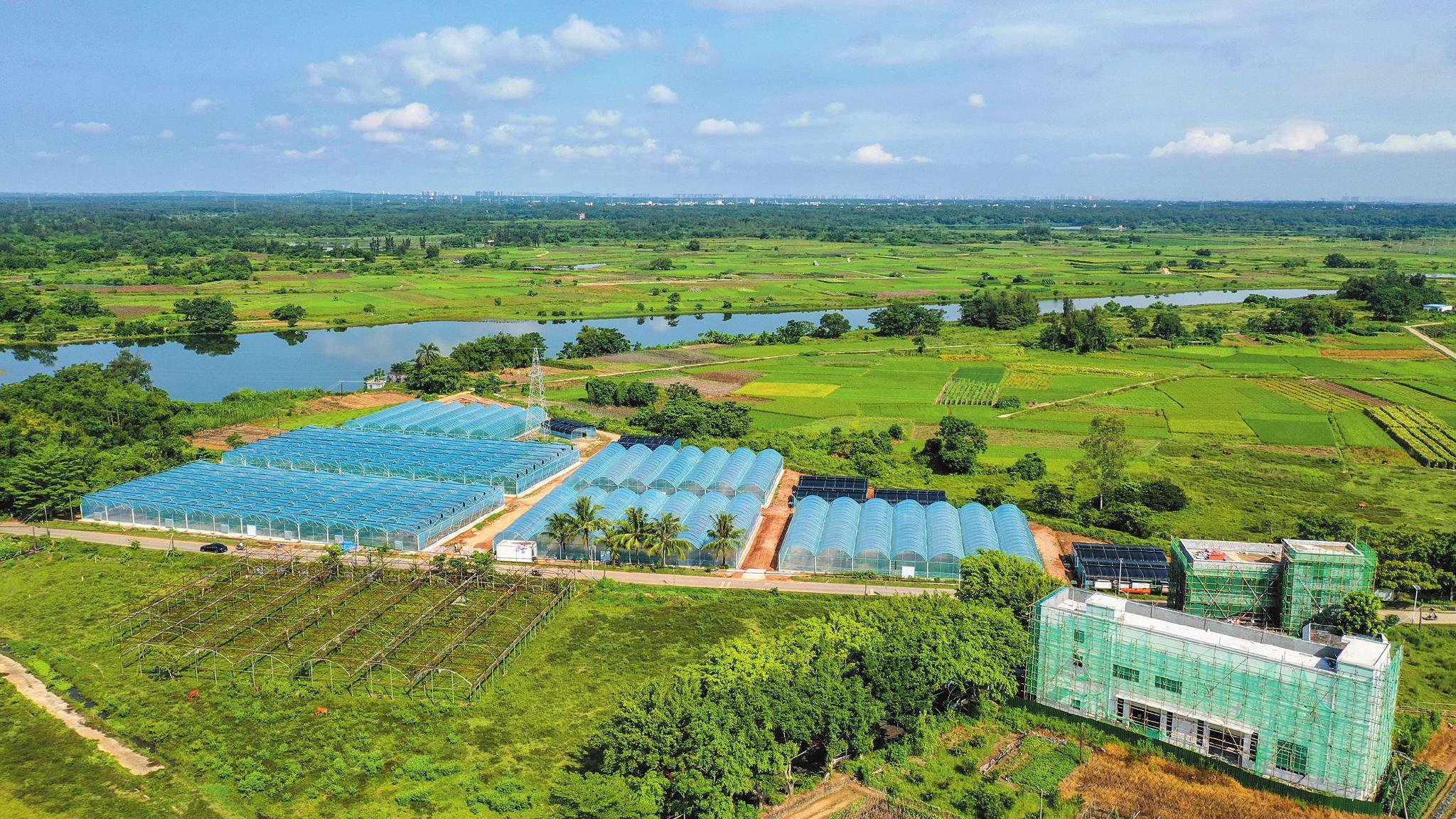 俯瞰龙华区龙泉镇蔬菜现代农业产业园.记者 康登淋 摄