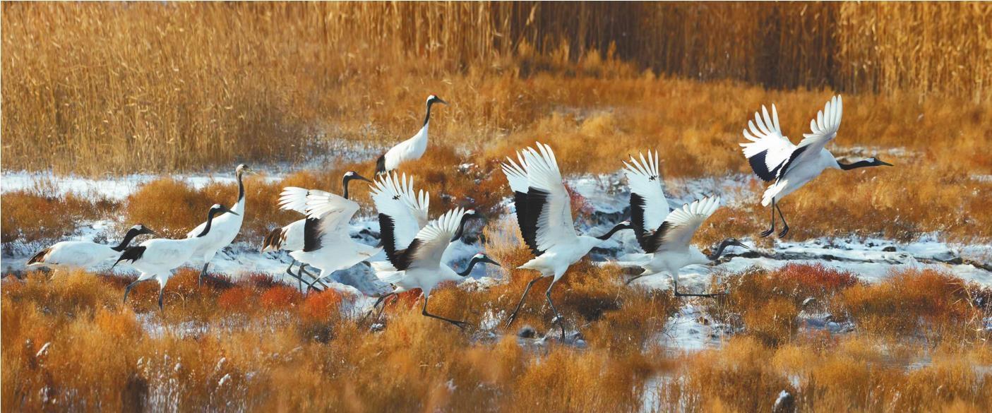随着栖息地环境大幅改善,盘锦辽河湿地越冬的丹顶鹤数量在逐年递增.