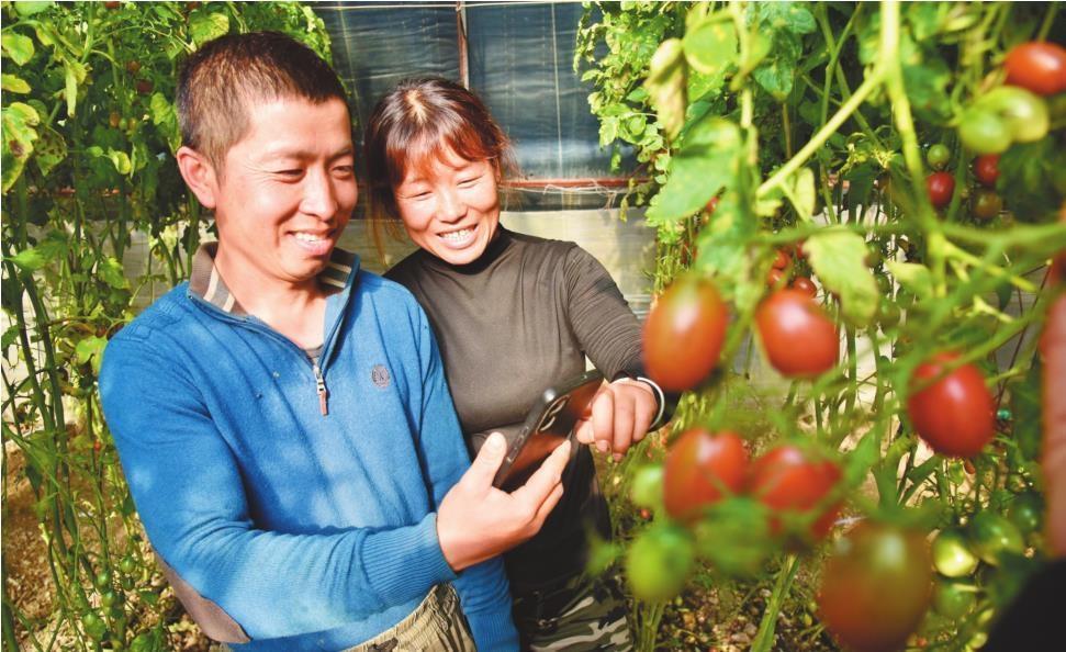 12月12日,记者在盘锦市盘山县胡家镇小柿子种植户梁二民的大棚里看到