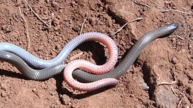 受保护的稀有粉尾无腿蜥蜴(学名:aprasia parapulchella) 图片来源