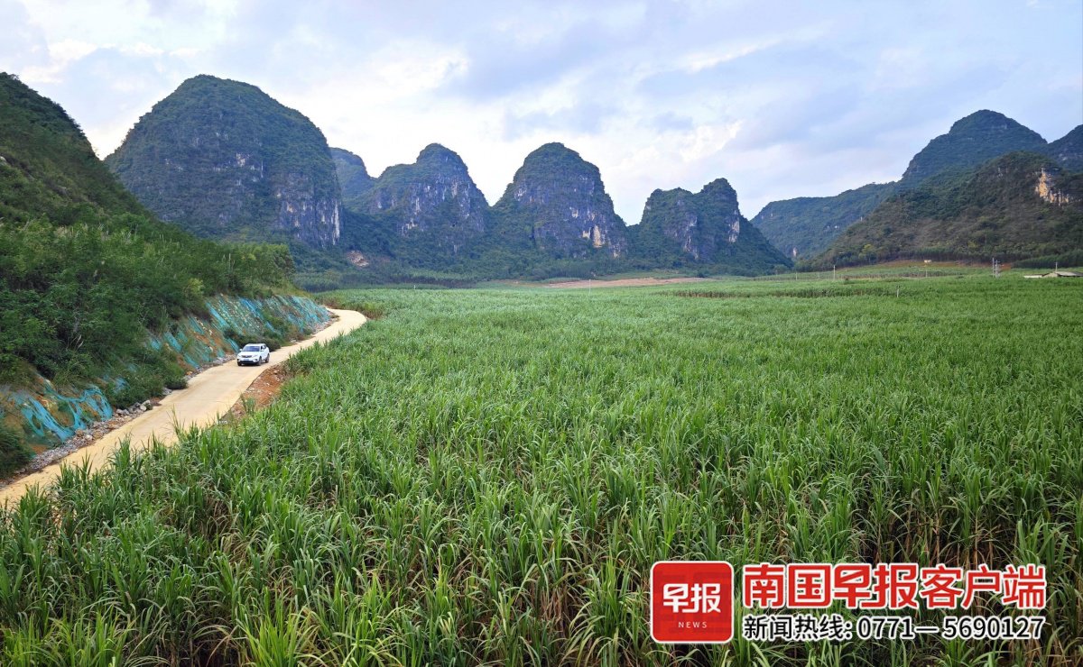 武鸣区的一片甘蔗地.