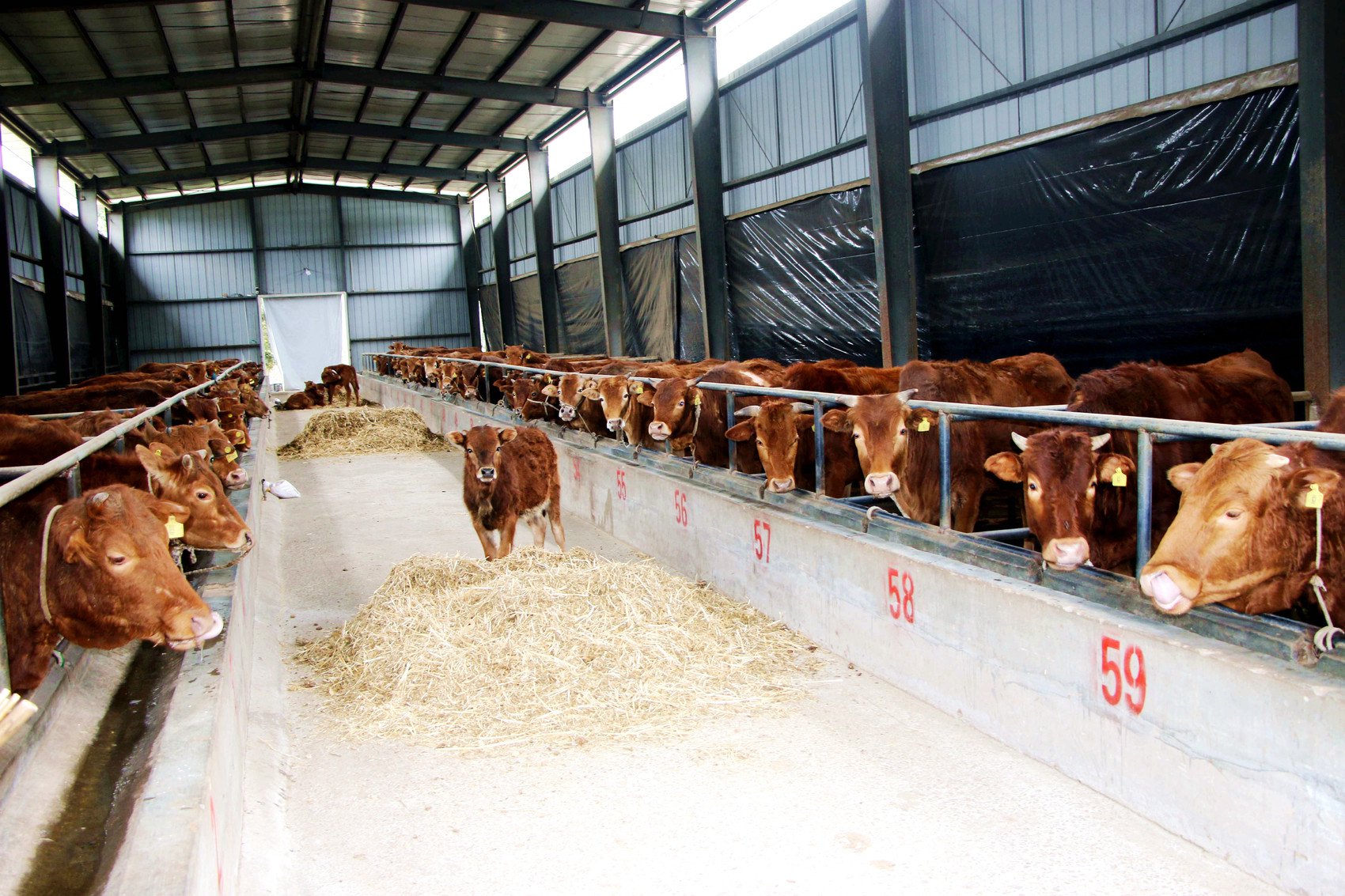 空山牛养殖现场(通江县委宣传部供图)