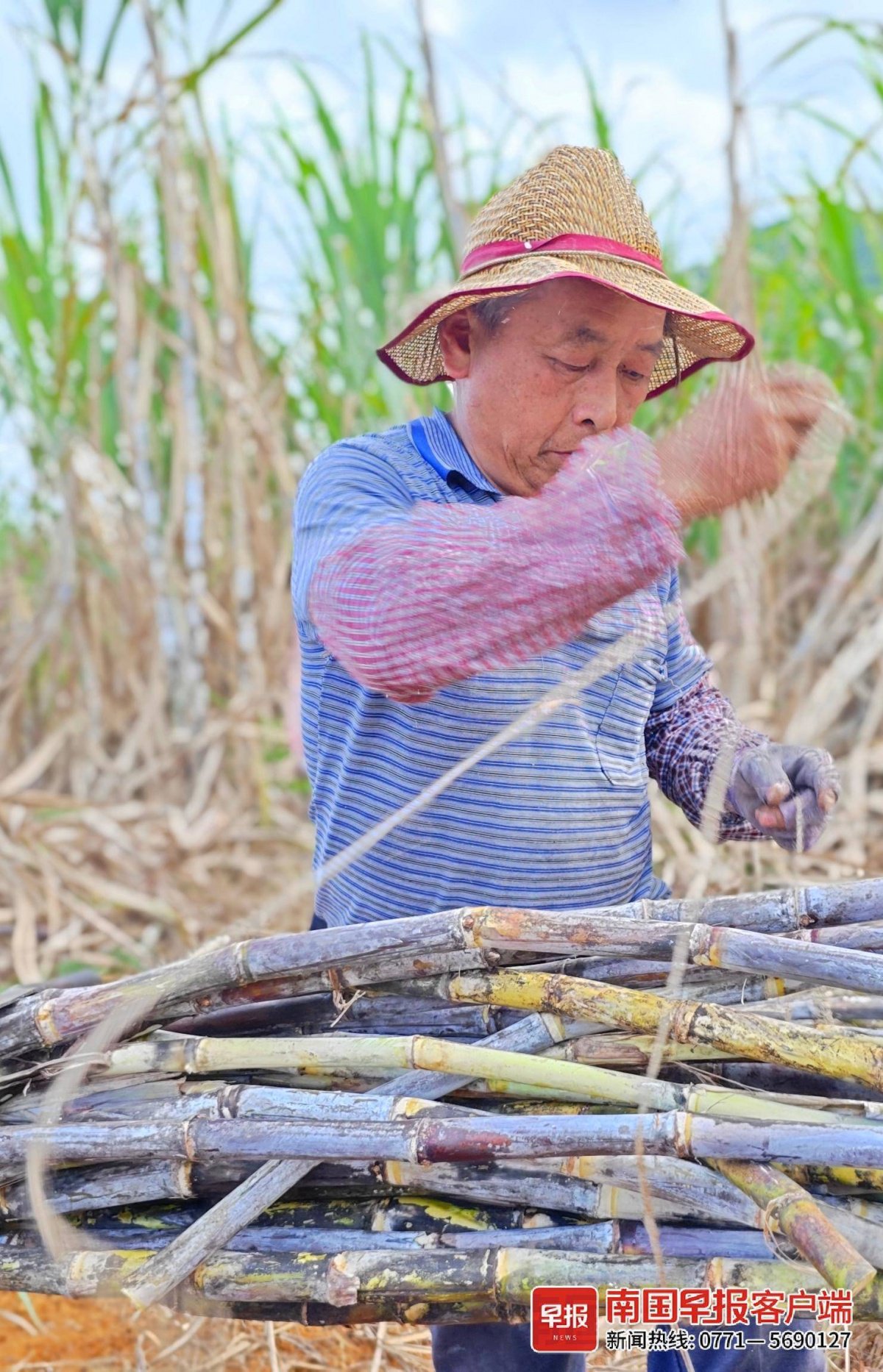 ▲砍蔗工将砍好的甘蔗熟练捆绑。