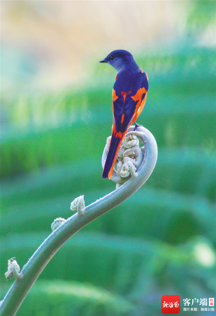 海南热带雨林国家公园五指山片区里的灰喉山椒鸟.李天平 摄