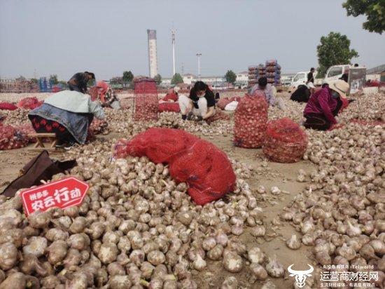 ▲金乡县及周边种植的大蒜面积达200多万亩，承包了全国大蒜及其制品出口市场70%的份额。 张俊 