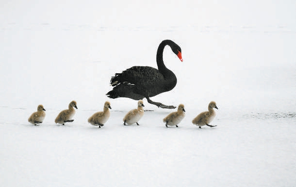 蹒跚雪步  圆明园,黑天鹅妈妈带着6只黑天鹅宝宝在雪地里蹒跚学步