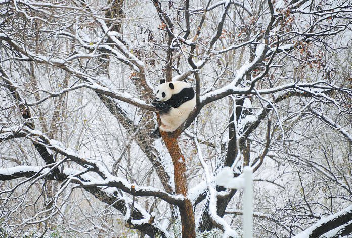 国宝赏雪  北京动物园,一只大熊猫爬上大树,选择最好的视角"鸟瞰"