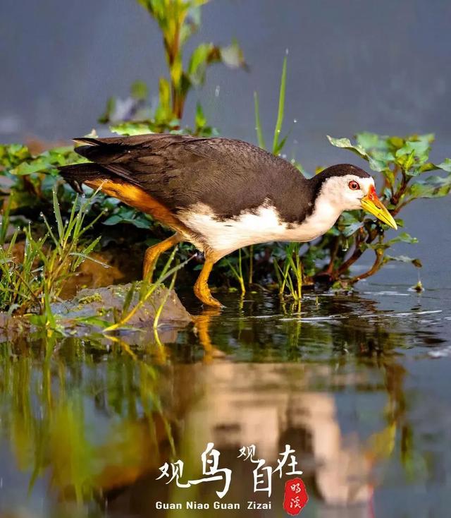 白胸苦恶鸟(林锦荣 摄)