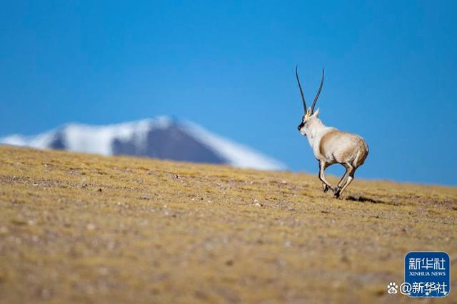 在羌塘国家级自然保护区,一只雄性藏羚羊在奔跑(12月17日摄).