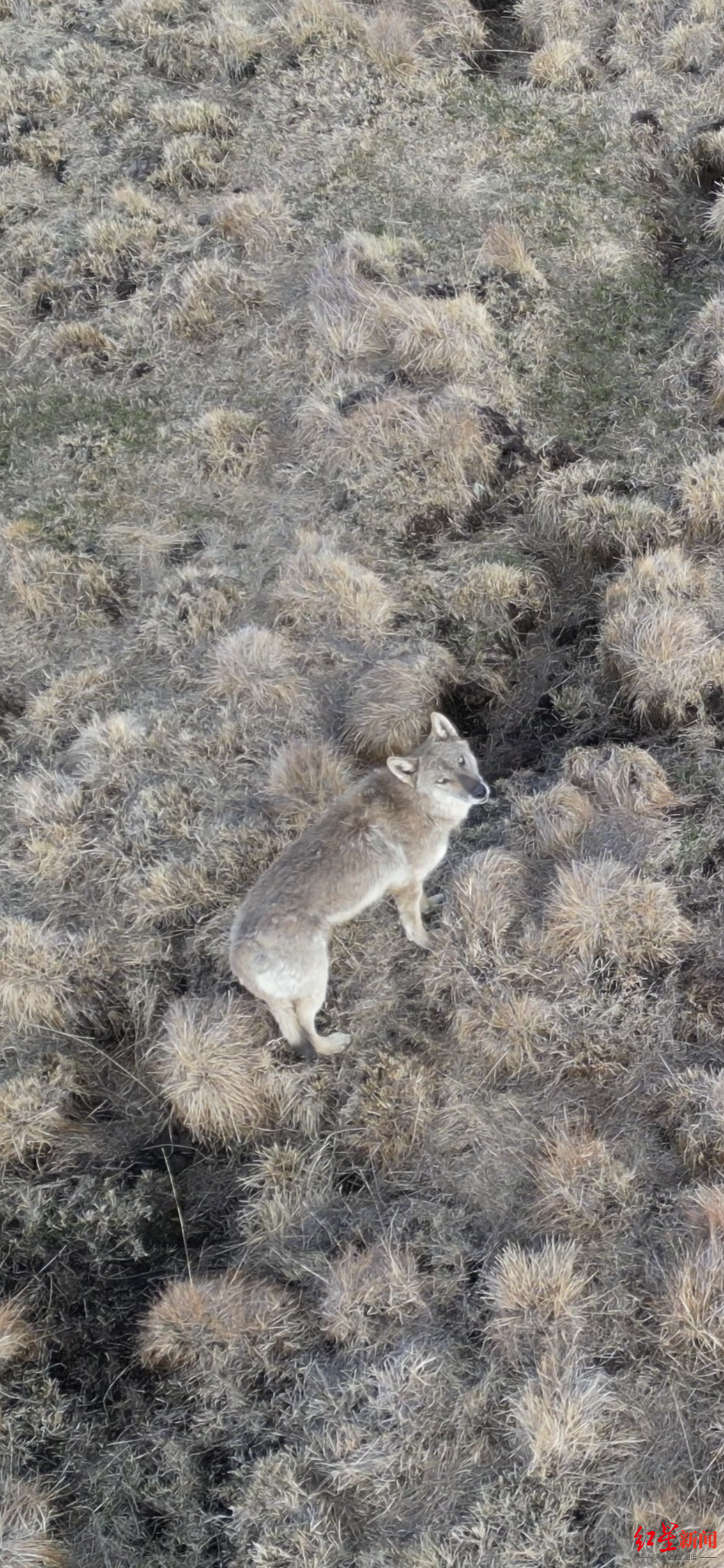 寻找川西北狼群②丨若尔盖草原上的牧民与狼传说冲突难以分割的生存