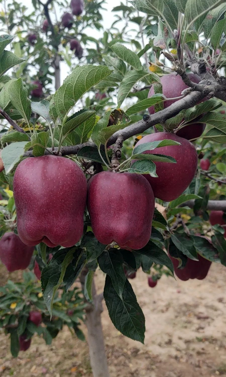 产自甘肃海拔1500米的花牛苹果,一果两吃,可脆可粉,香甜多汁!