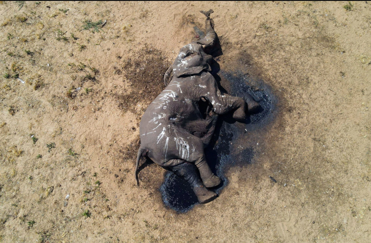 公园里100多头大象被"渴死":人类应对气候变化的"关键盟友"面临威胁