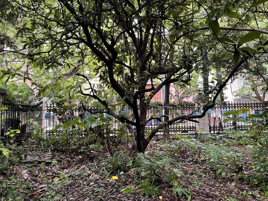 陕西北路上百年花园破墙透绿,辞书出版社旧址附属绿地对市民开放共享