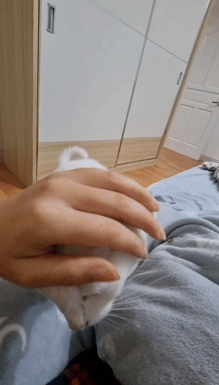 韩佳丽抚摸小白，小白是大白生的