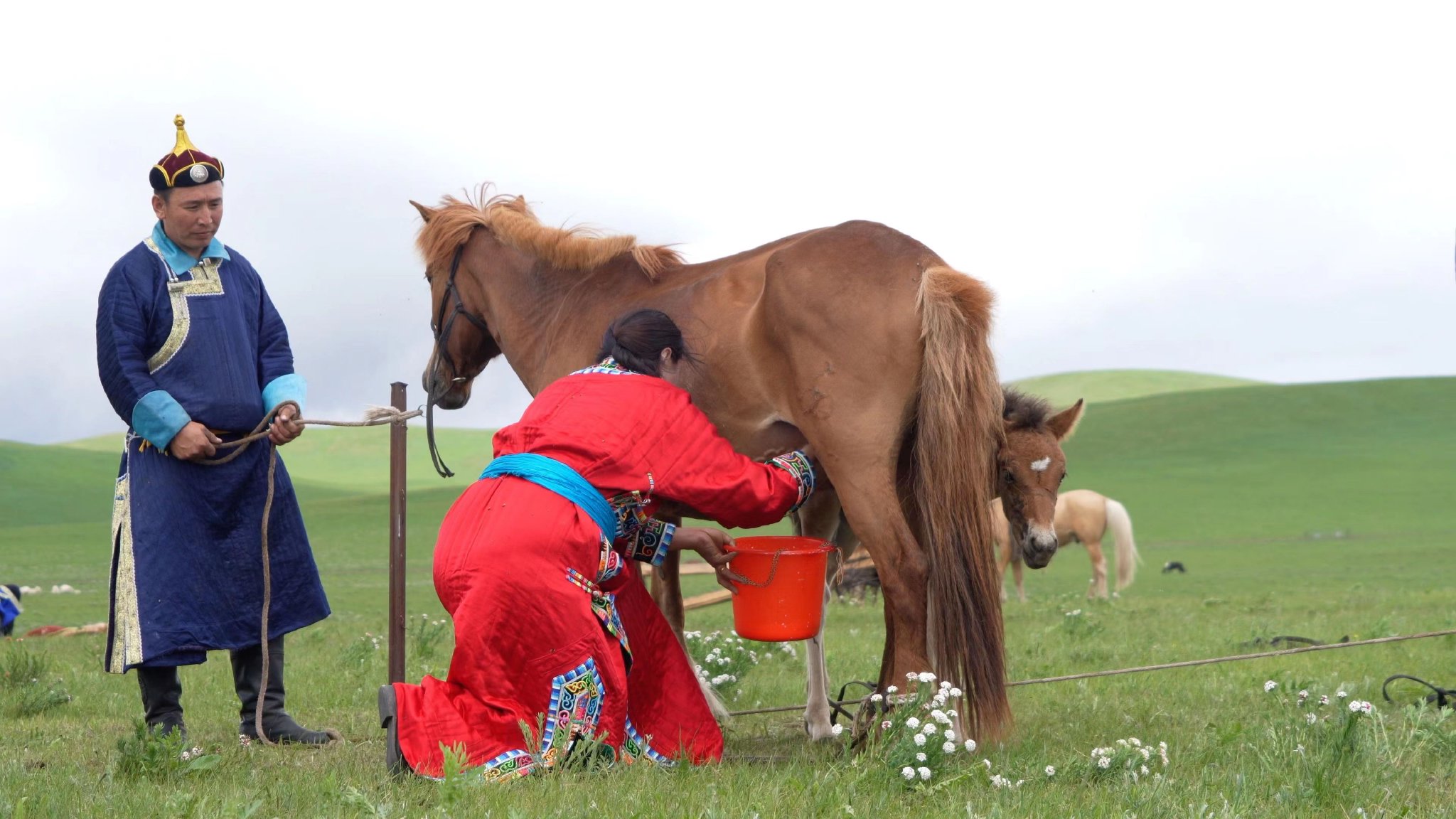 牧民乌云格日勒正在挤马奶.(受访单位供图)
