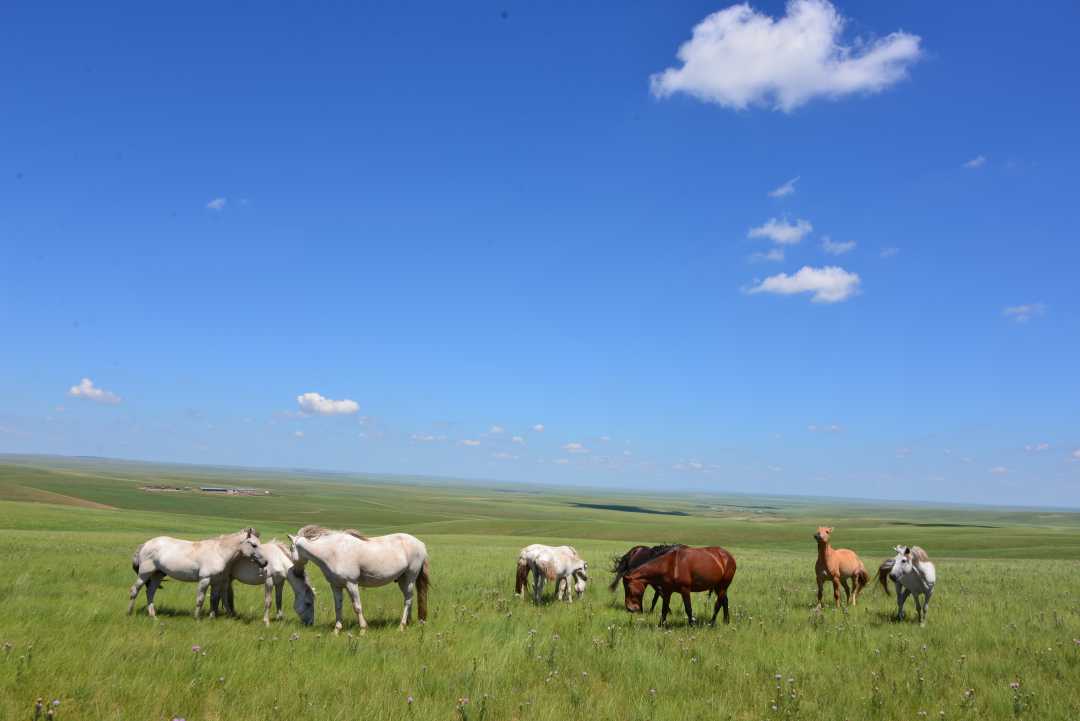 图为夏日在草场上悠闲吃草的西乌珠穆沁旗蒙古马。经济日报记者 余健摄