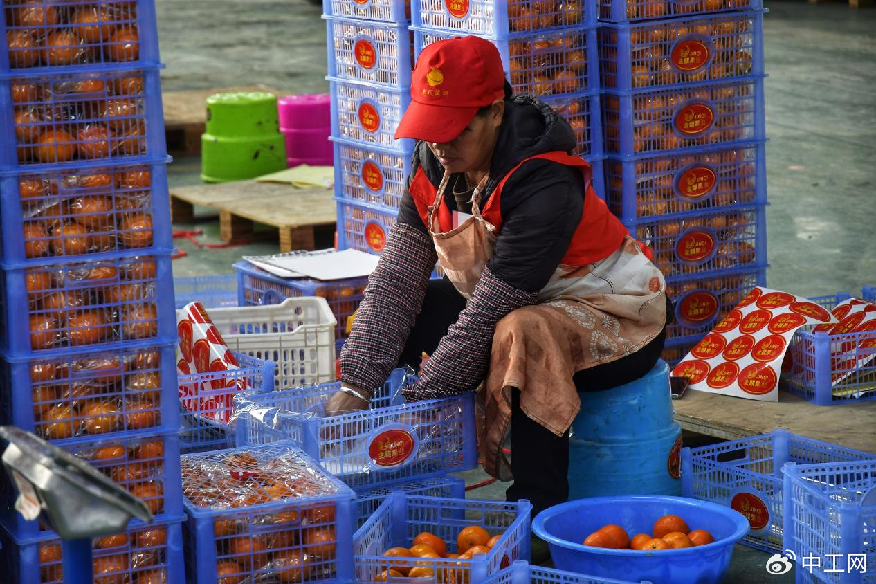 银龙飞驰助力"武鸣沃柑"香飘万里