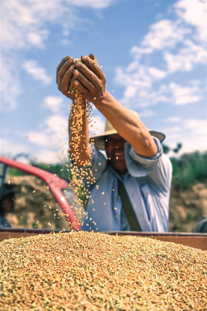 潼关县秦东镇西廒村小麦丰收(资料照片).
