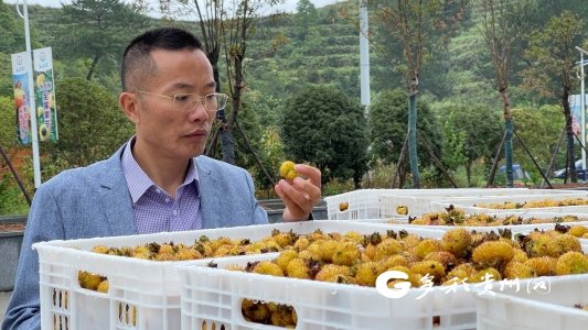 【省委经济工作会·反响】山王果董事长黄训才:以数字化赋能贵州刺梨
