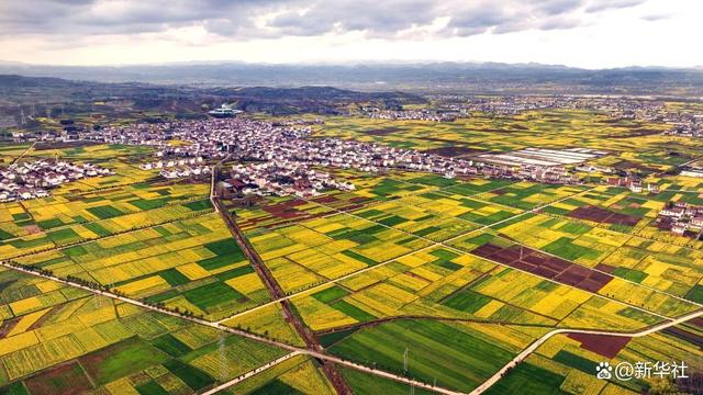 汉中市洋县洋州街道何家村的油菜花海(无人机照片,3月16日摄).