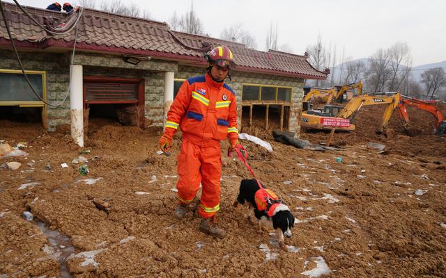 "酷奇"执行搜救工作. 图源:中国救援山东搜救犬机动专业支队