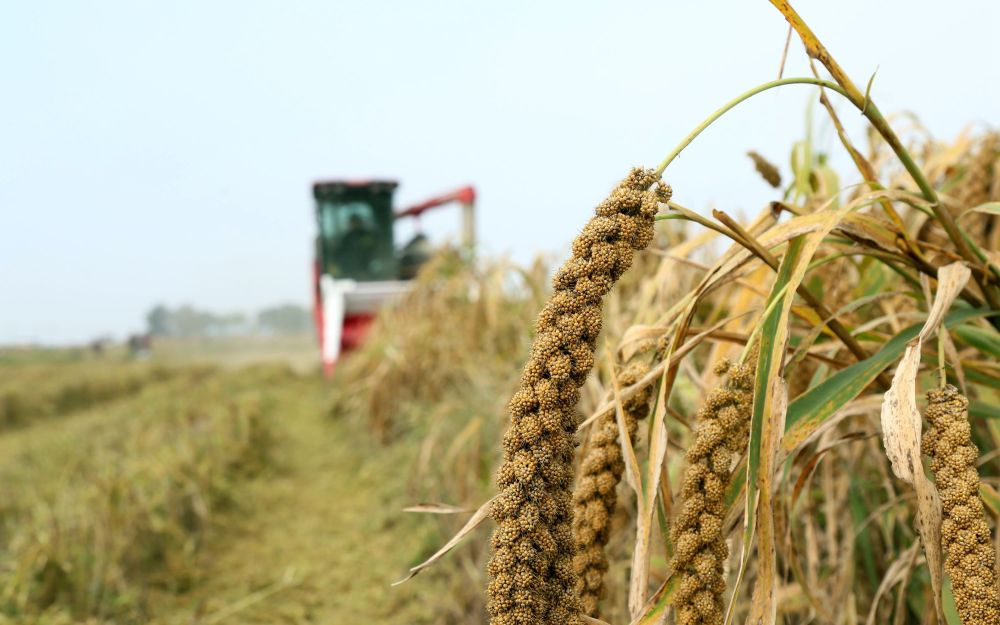 听"三农"工作新部署丨夯实粮食安全"压舱石":要吃饱,也要吃好