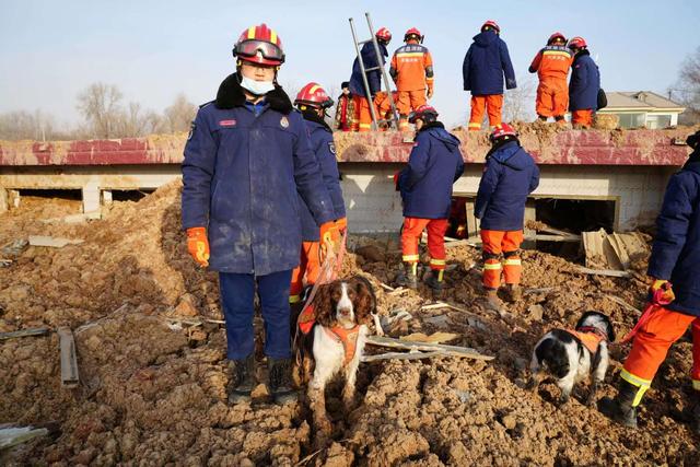 "布丁"执行搜救工作. 图源:中国救援山东搜救犬机动专业支队