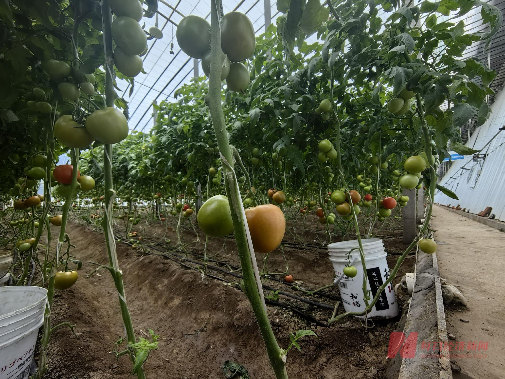 走访"菜篮子"寿光 | 寒潮吹散遍地"白菜价" 部分蔬菜地头价10天涨了3