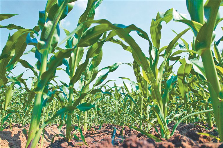 滴灌玉米. 孟宁宁摄