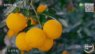 奉节脐橙入选CCTV国家品牌计划