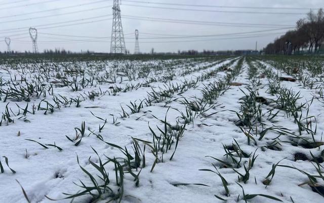 大雪期间,中国农科院作物科学研究所北京昌平试验基地中的冬小麦.