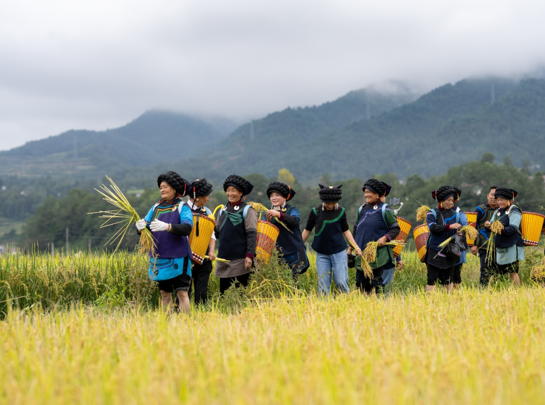 彝族的"时尚大片"来袭!难忘的越西"尝新米节"