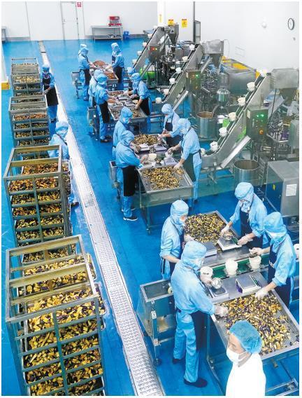 在安康及食雨食品有限公司生产车间,工人在流水线上将蔬菜加工成料理