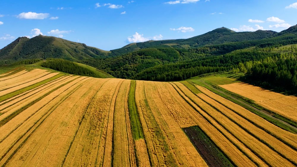河北省张北县长城脚下的莜麦成熟丰收(2023年9月3日摄,无人机照片).