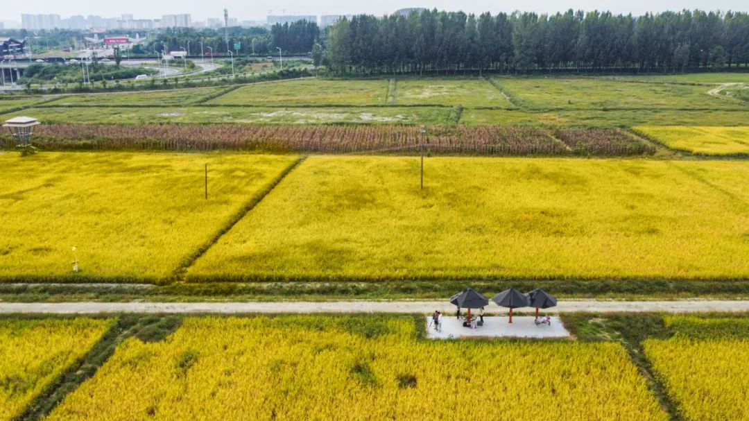 岷江成都段金沙农田