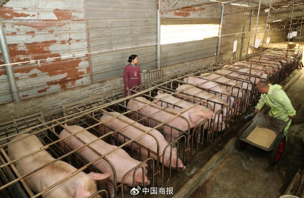 在贵州省黔东南苗族侗族自治州榕江县两汪乡空烈村，村民在喂猪。（图片由CNSPHOTO提供）