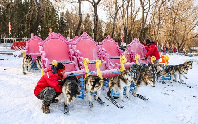 圆明园雪场工作人员在准备电动狗拉雪橇.新京报记者 浦峰 摄