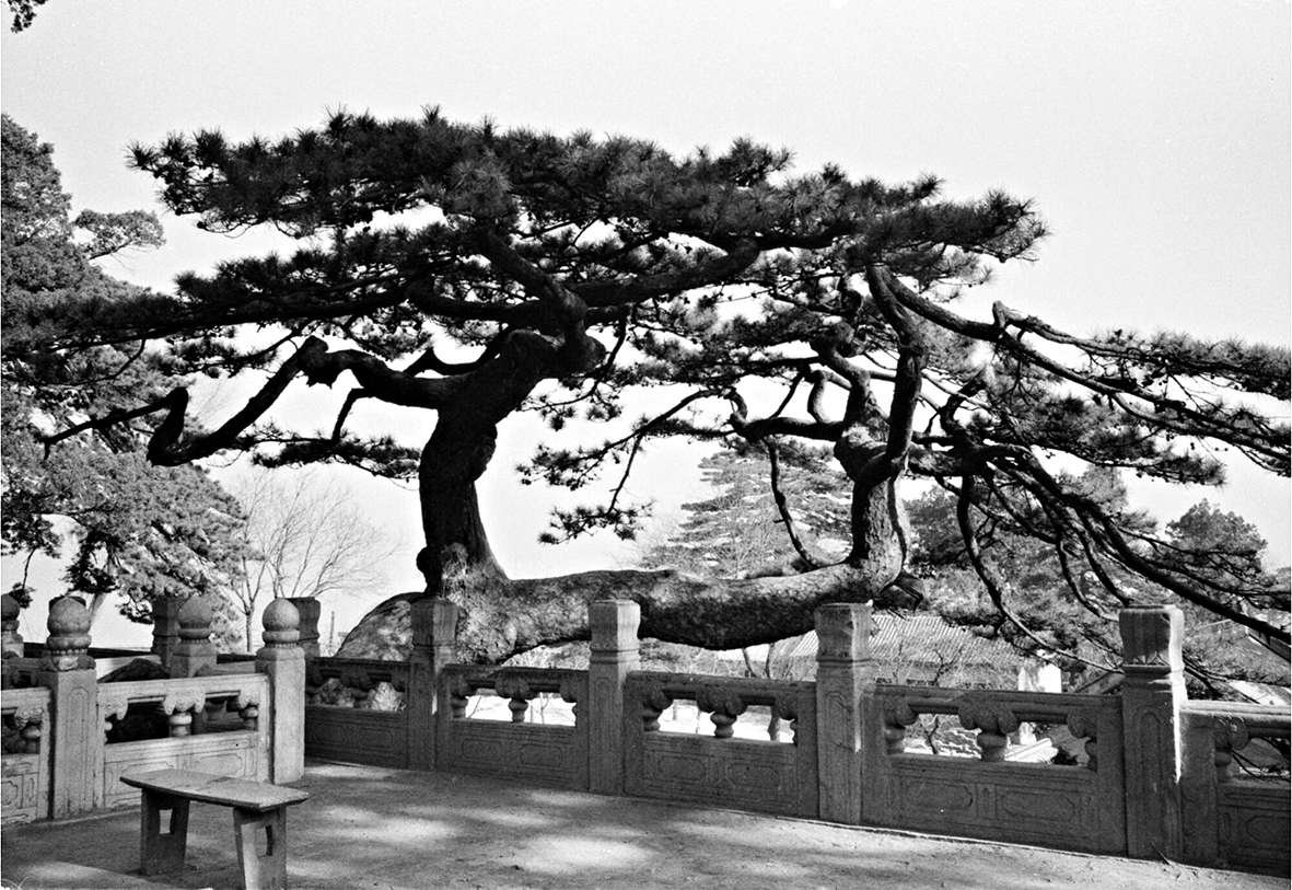 1983年,门头沟戒台寺的千年油松,因树干虬曲弯绕,势若游龙,得名"卧 