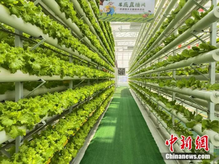 立体空间种植蔬菜.兰陵国家农业公园供图