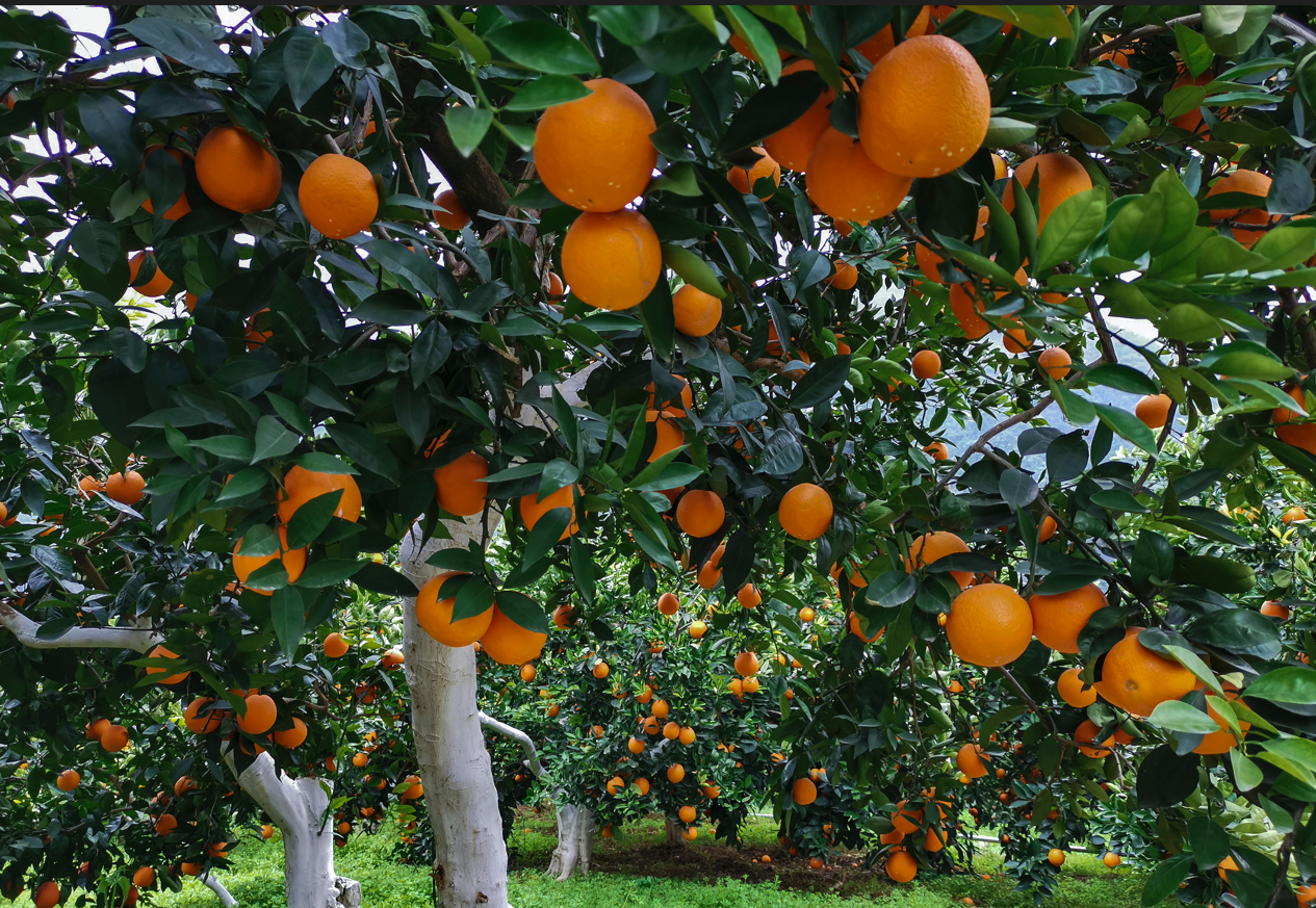 奉节脐橙果园(匡建 摄)