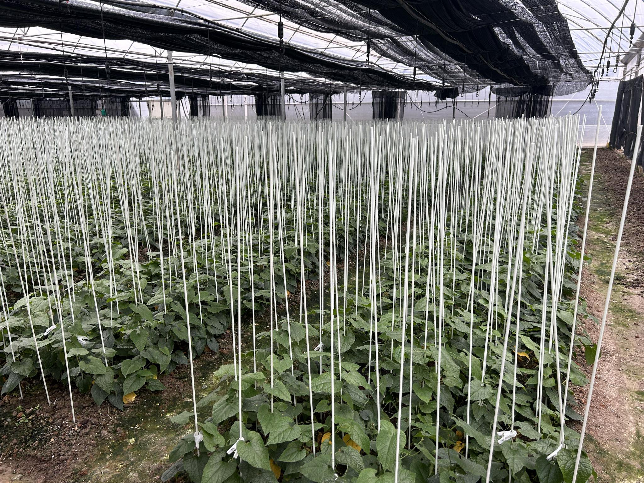 图为吉福思罗汉果生物技术股份有限公司罗汉果苗培育区