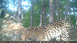 2020年7月24日黑龙江东宁朝阳沟红外相机拍到的东北豹