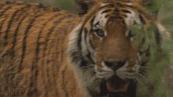 2020年4月红外相机拍摄的东北虎（GIF动图）