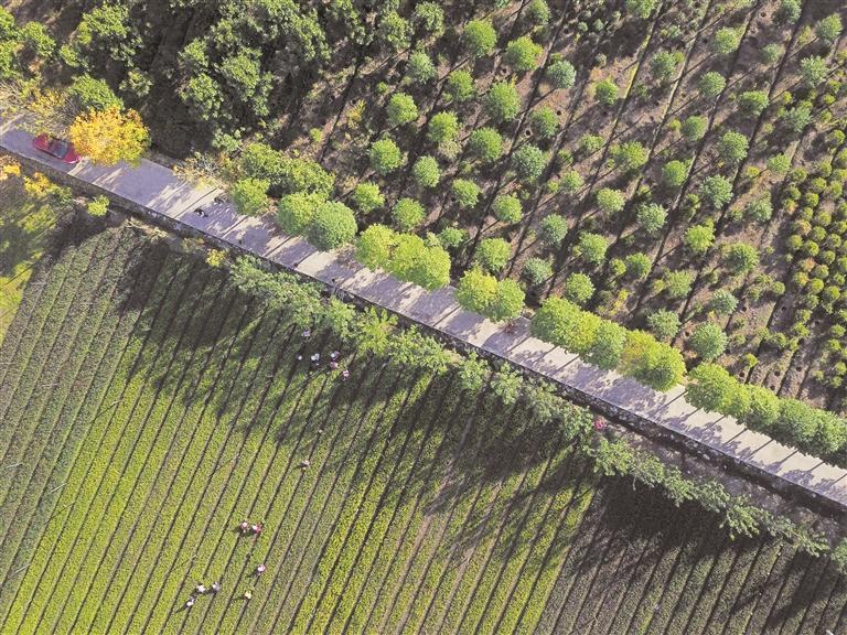 毕节市七星关区朱昌镇苗圃基地. 贵州日报天眼新闻记者 王纯亮 摄