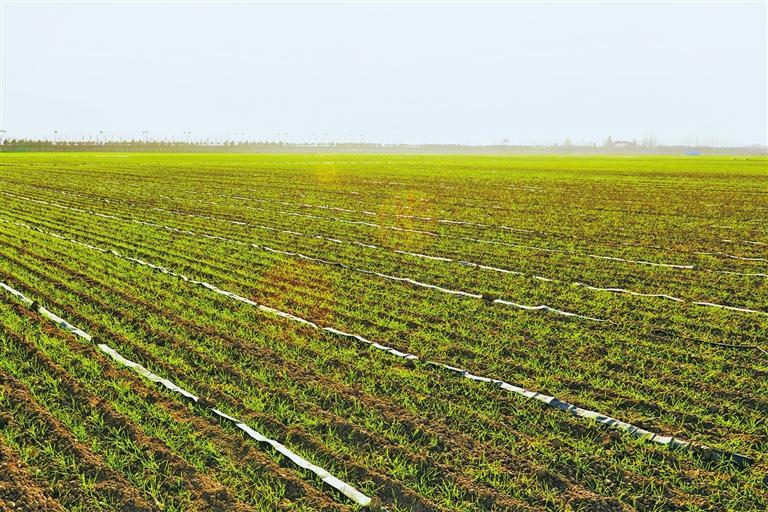 冬日暖阳下，杨凌良科智慧农业示范基地里的小麦茁壮成长。 记者 王晨曦摄