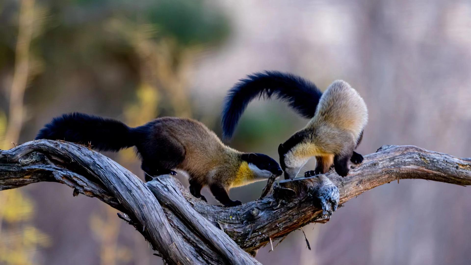 四川甘孜摄影爱好者拍下黄喉貂"打情骂俏"浪漫一幕