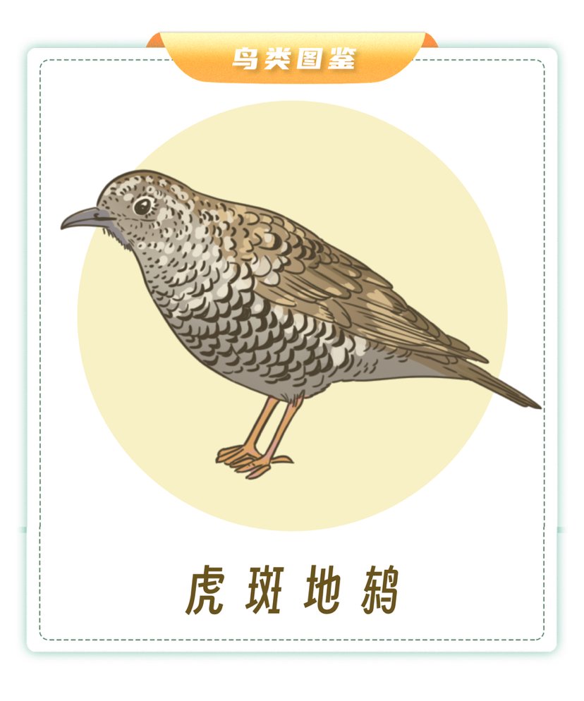 南京观鸟地图告诉你!