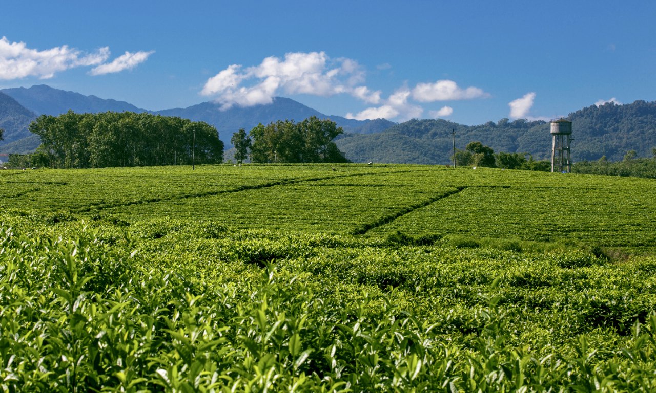 越来越多年轻人爱上饮茶(图1)