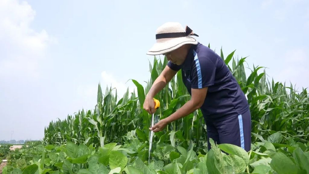 河北省邢台市南和区农业农村局研究员温春爽对大豆玉米带状复合种植模式下的大豆进行单株高度测量。